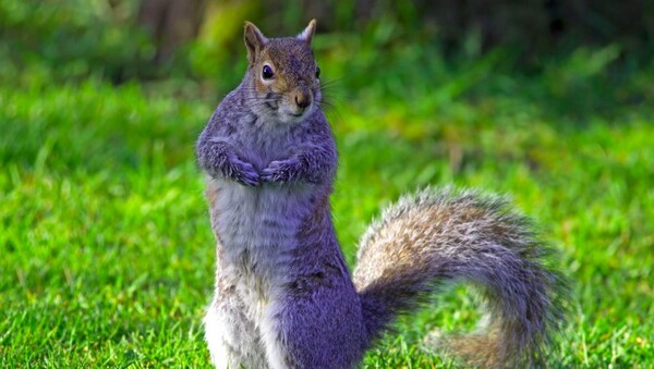 1 what-is-a-squirrel-