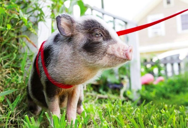 1 when-purchasing-your-pet-pig
