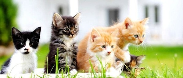 3 selecting-healthy-breeding-cats