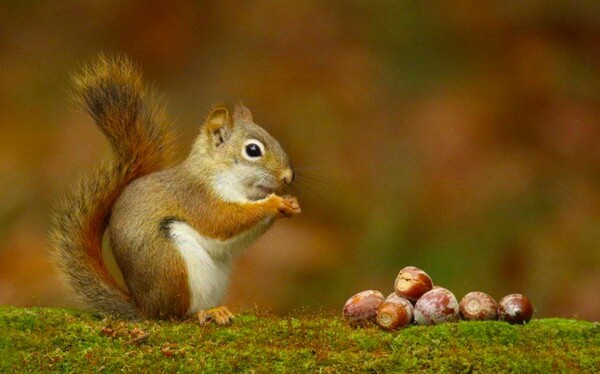 3 squirrels-eats-what-
