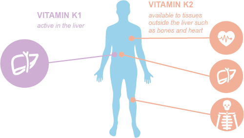 3 what-are-the-benefits-of-vitamin-k2
