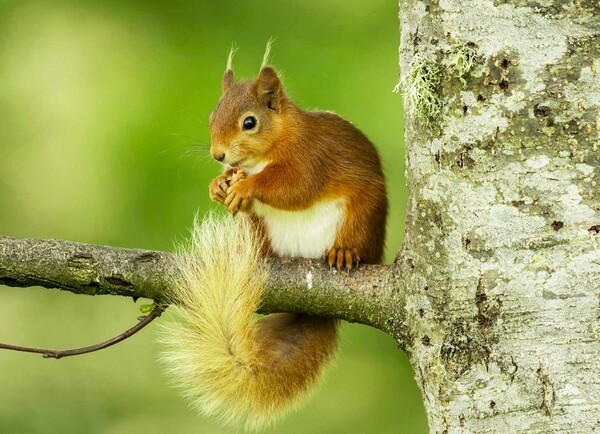 4 does-diet-affect-a-squirrel-s-lifespan-