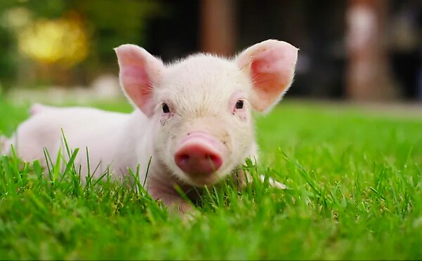 5 popular-pig-breed-lifespans