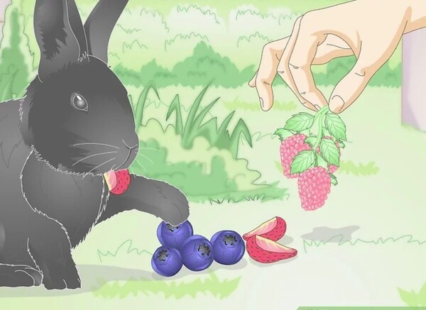 5 provide-the-wild-rabbits-with-small-amounts-of-fruit