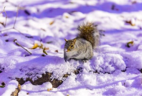 5 squirrels-where-do-they-go-in-winter-