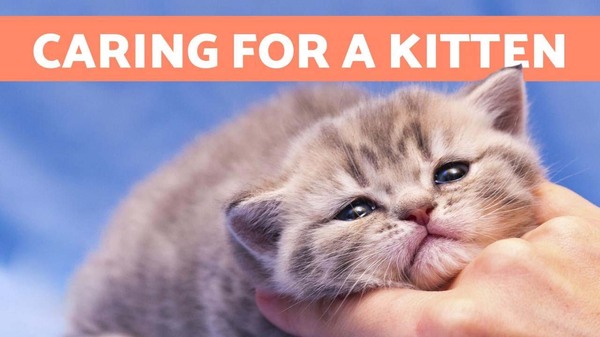 6 caring-for-kittens