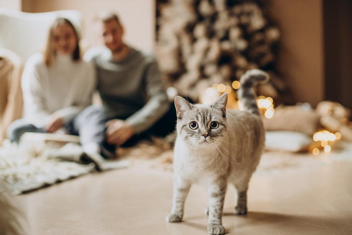 7 Mistakes Cat Owners Make That Are Hurting Their Cats