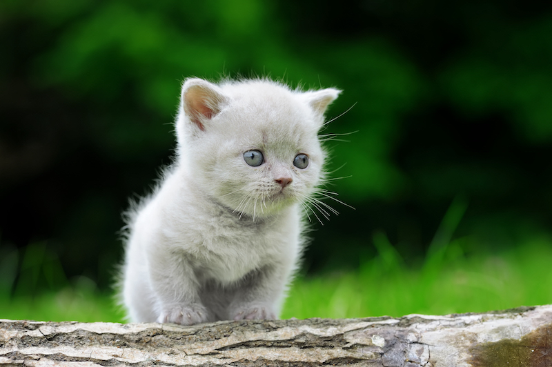 Hypoallergenic Cat Breeds for Allergy Sufferers