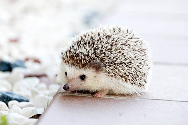 The Top 5 Cutest Animals That Will Make You Say Aww!
