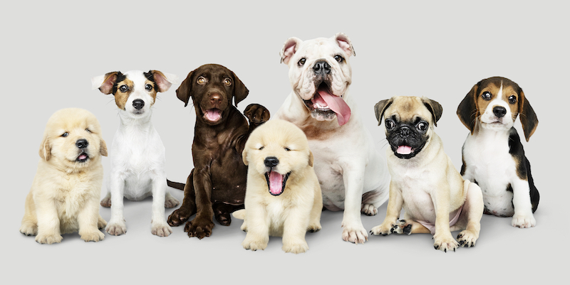 What is the Best Dog Breed to Buy?
