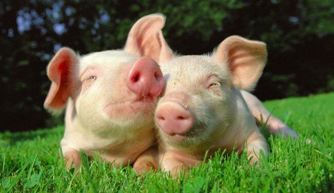 How Long Do Pigs Live? You Might Be Surprised!